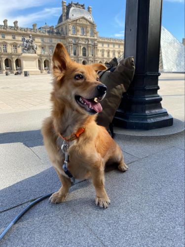 Mark Ashton - UiPress Pet