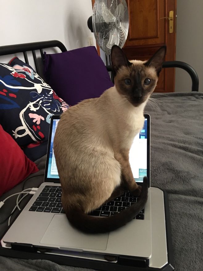 kyras cat leila
