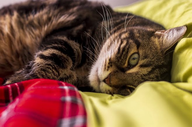 mauro-cassani's-cat
