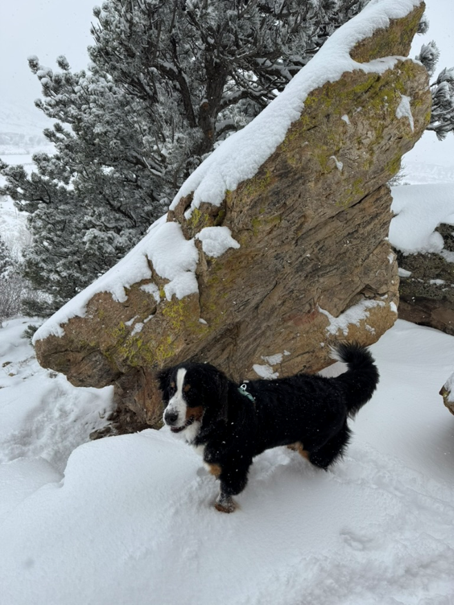 zach's dog olive