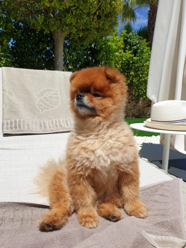 gina gindorf pet